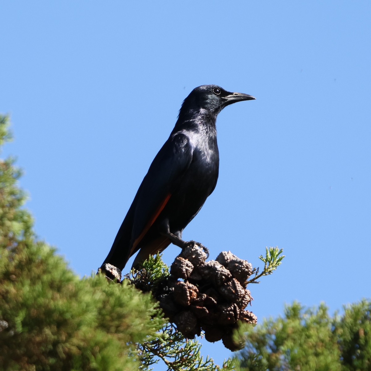 Rotschwingenstar - ML641785936