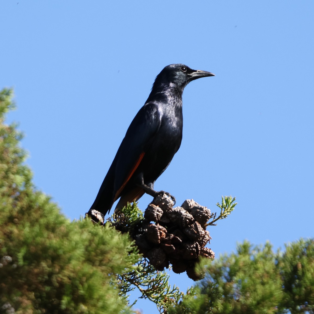 Rotschwingenstar - ML641785937