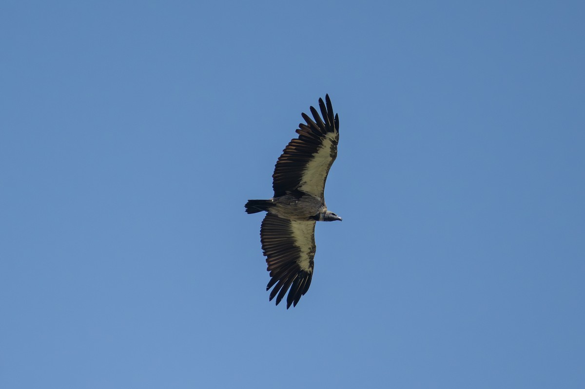 White-backed Vulture - ML641785953