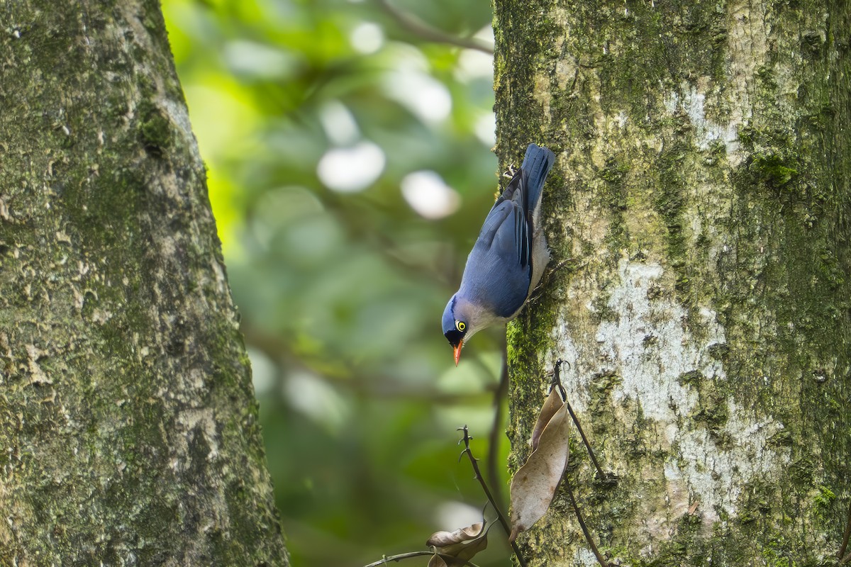 Velvet-fronted Nuthatch - ML641785987