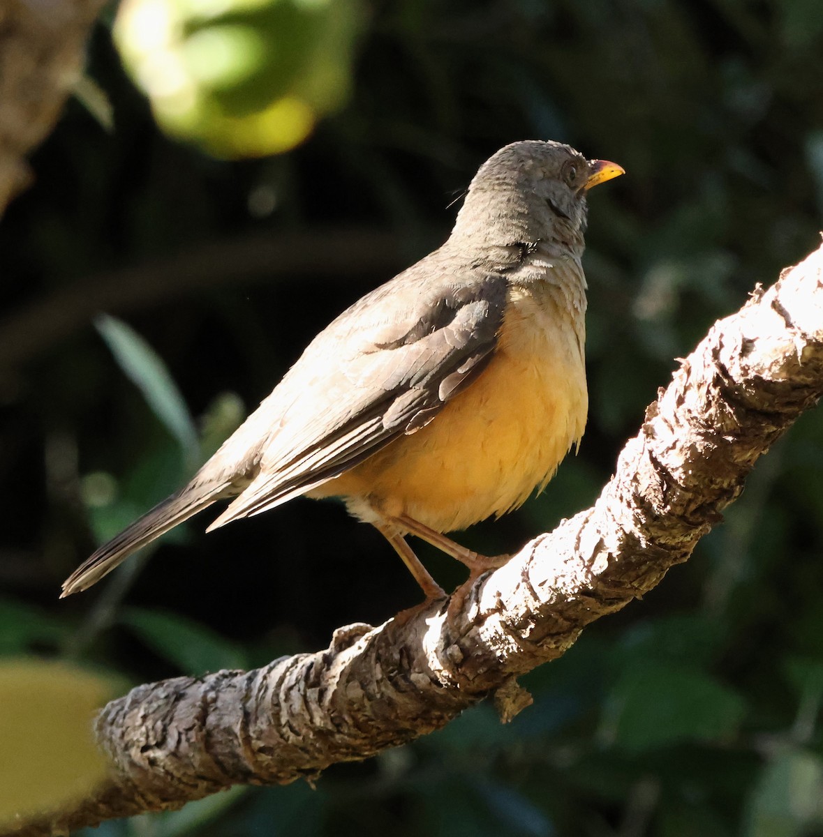 Olive Thrush - ML641785990