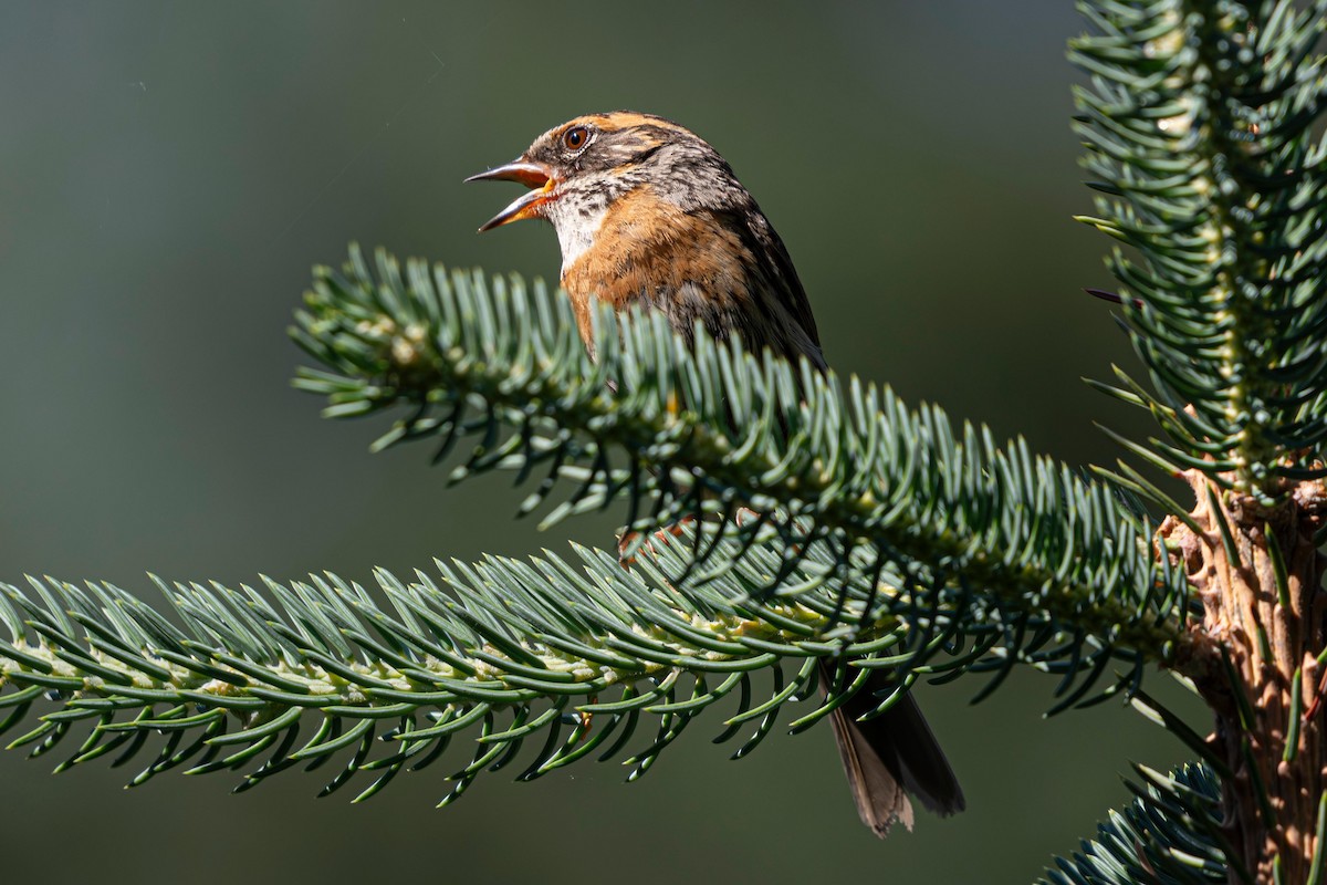 Rufous-breasted Accentor - ML641785995