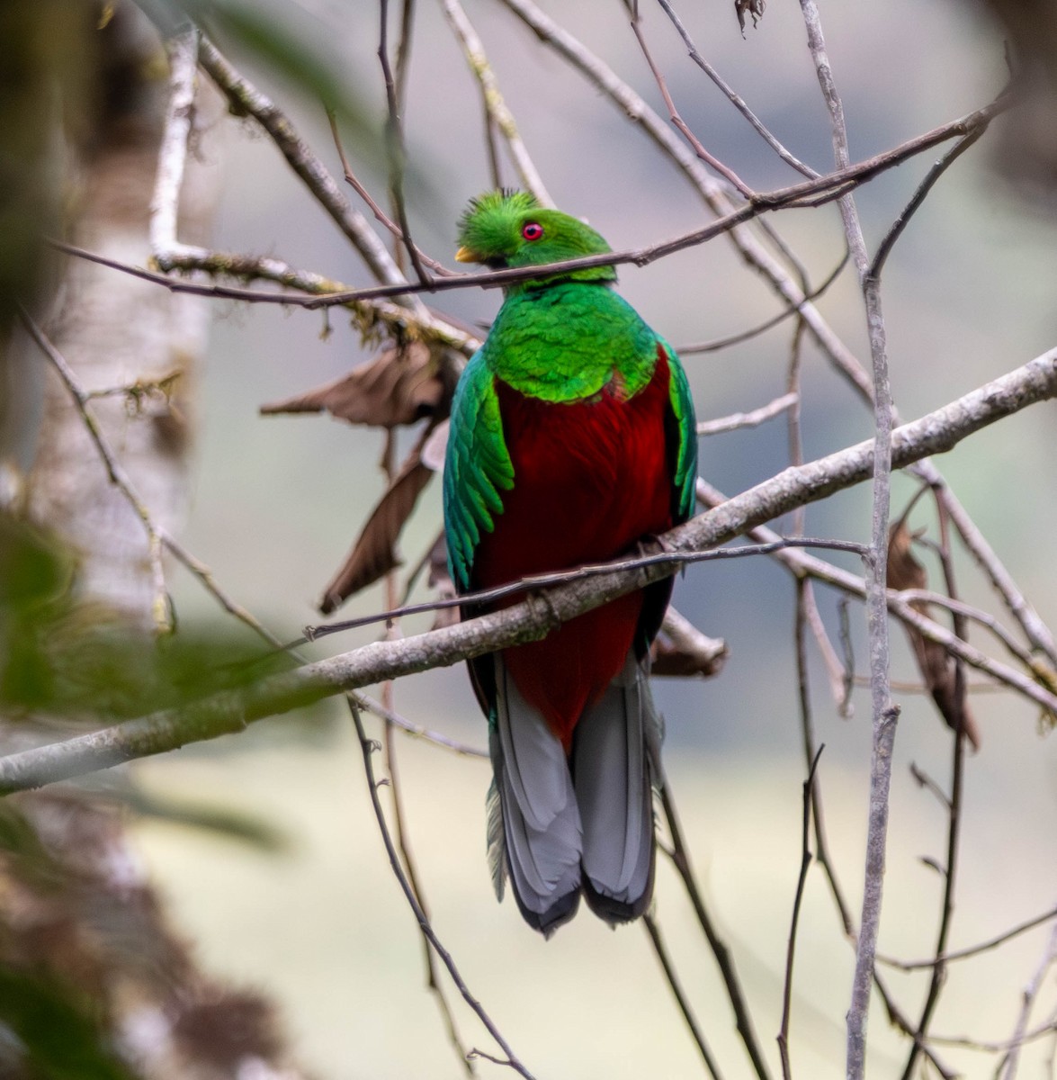 Crested Quetzal - ML641786023