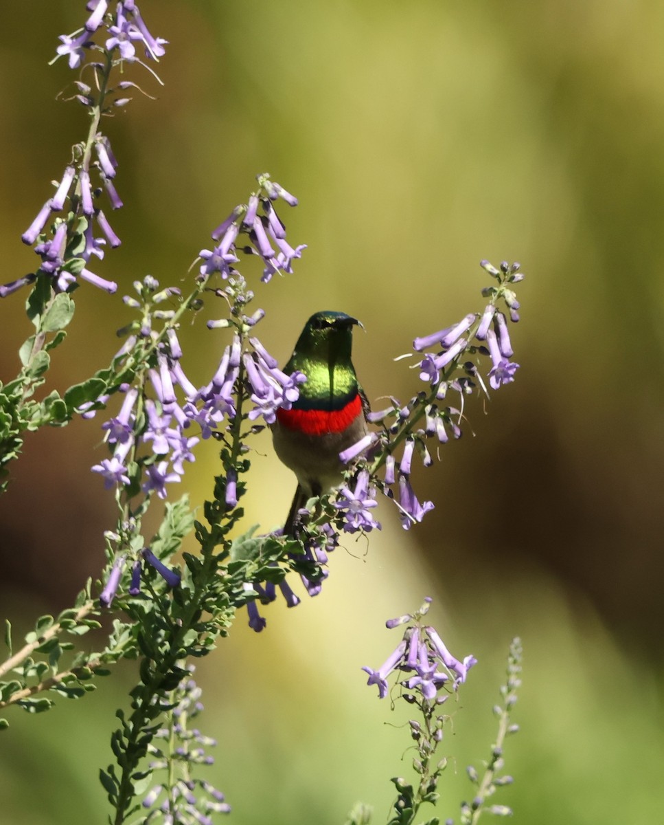 Southern Double-collared Sunbird - ML641786026