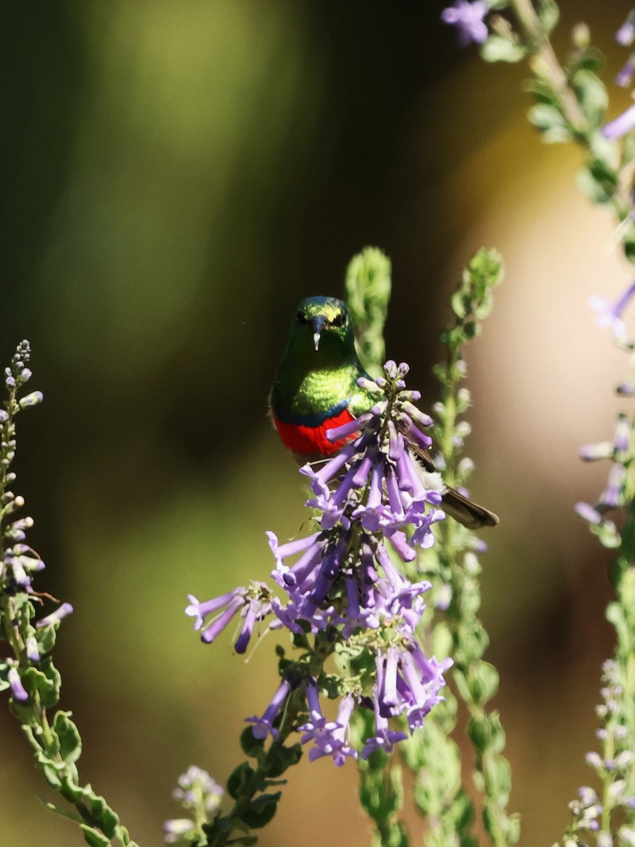 Southern Double-collared Sunbird - ML641786027