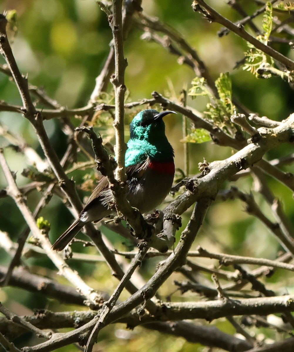 Southern Double-collared Sunbird - ML641786028