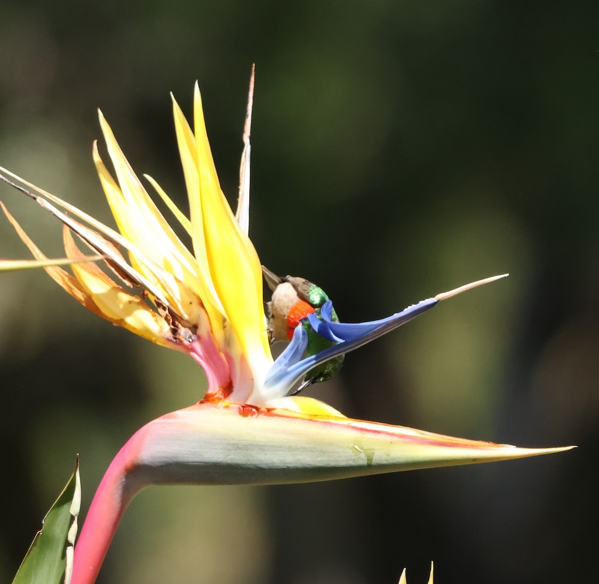Southern Double-collared Sunbird - ML641786029
