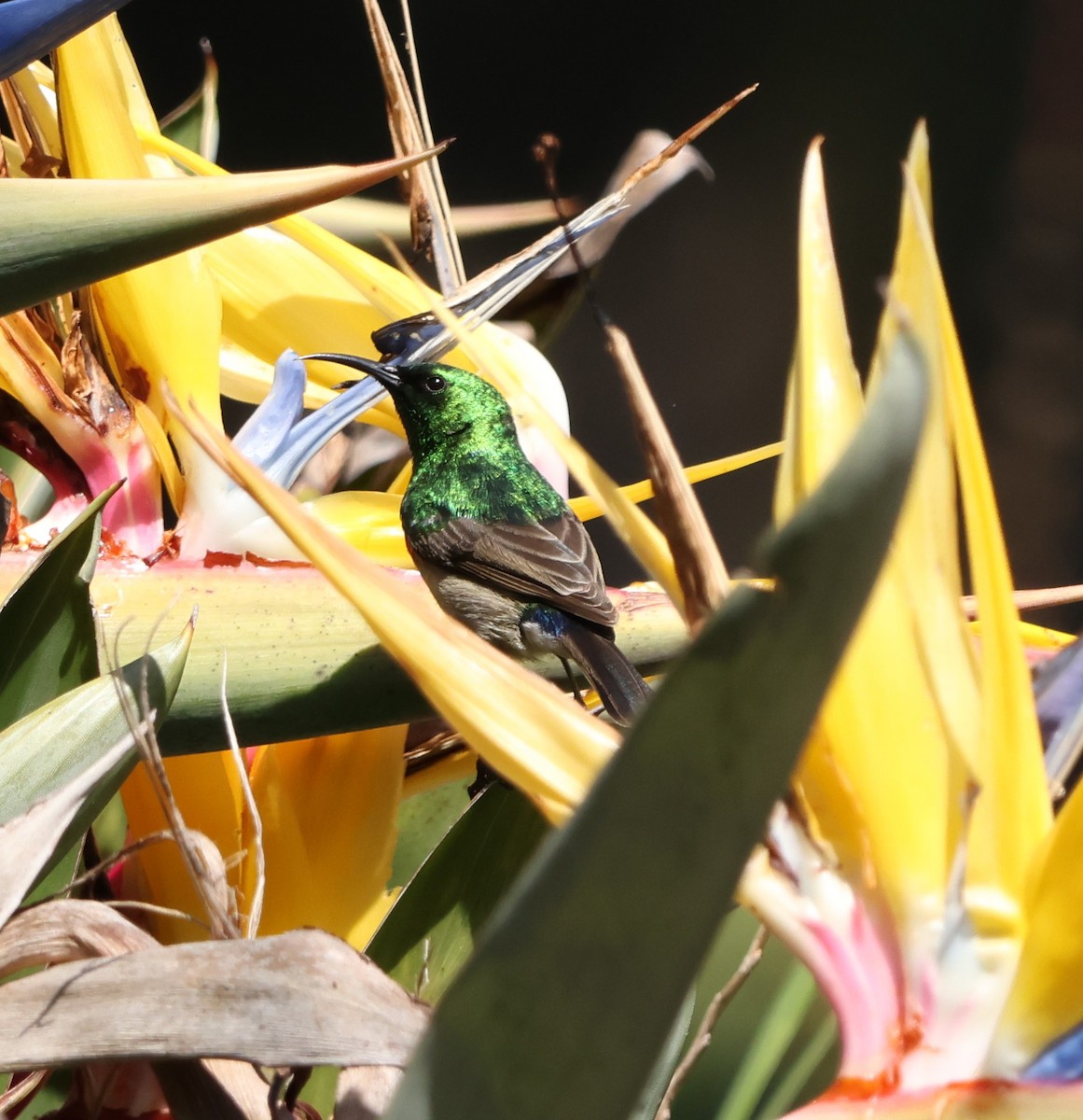 Southern Double-collared Sunbird - ML641786030