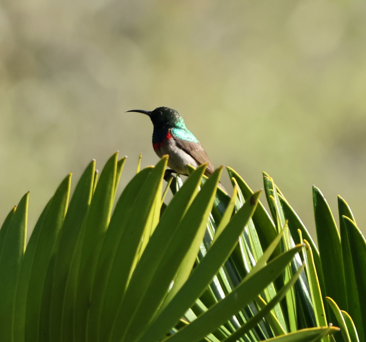 Southern Double-collared Sunbird - ML641786031
