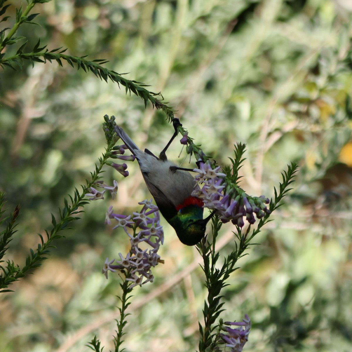Southern Double-collared Sunbird - ML641786032