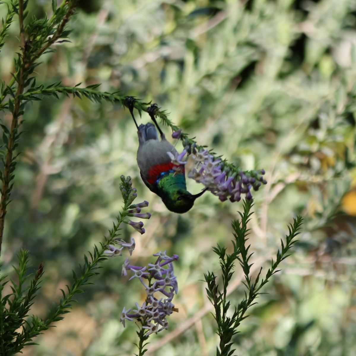Southern Double-collared Sunbird - ML641786033