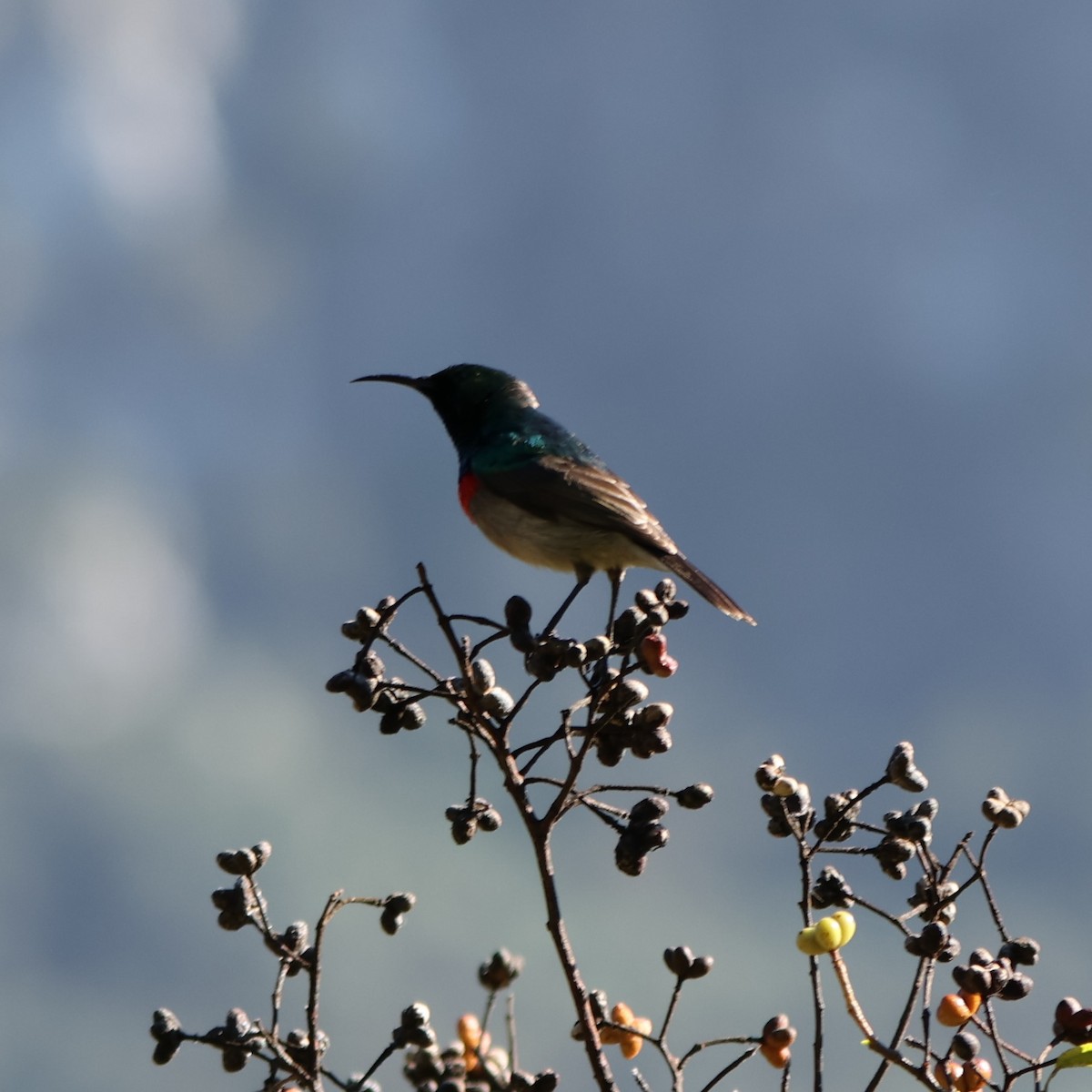 Southern Double-collared Sunbird - ML641786034