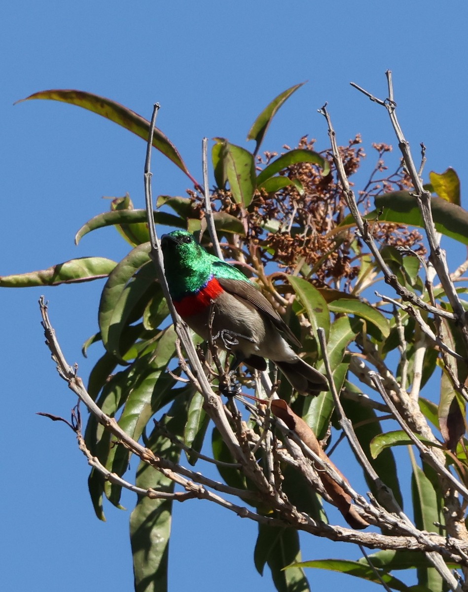 Southern Double-collared Sunbird - ML641786035