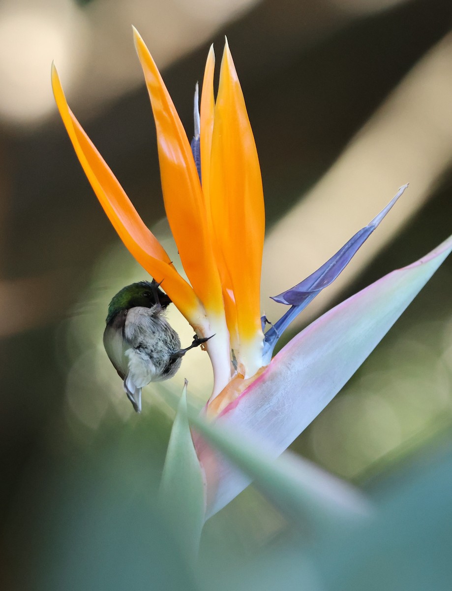 Southern Double-collared Sunbird - ML641786036
