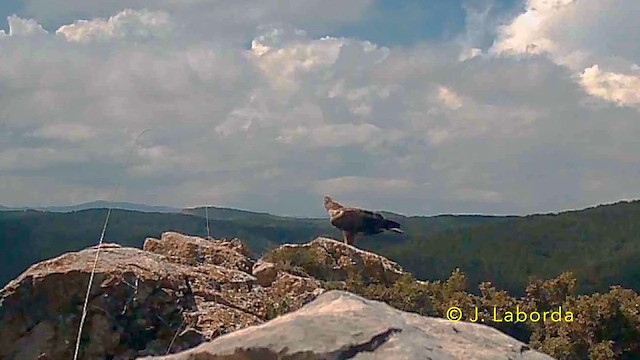 Bonelli's Eagle - ML641786047