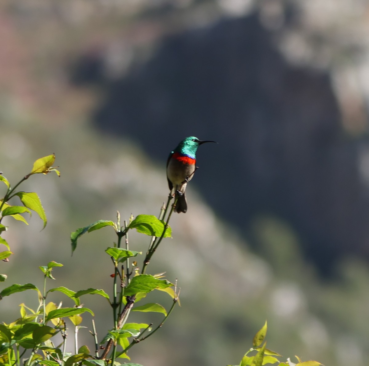 Southern Double-collared Sunbird - ML641786062