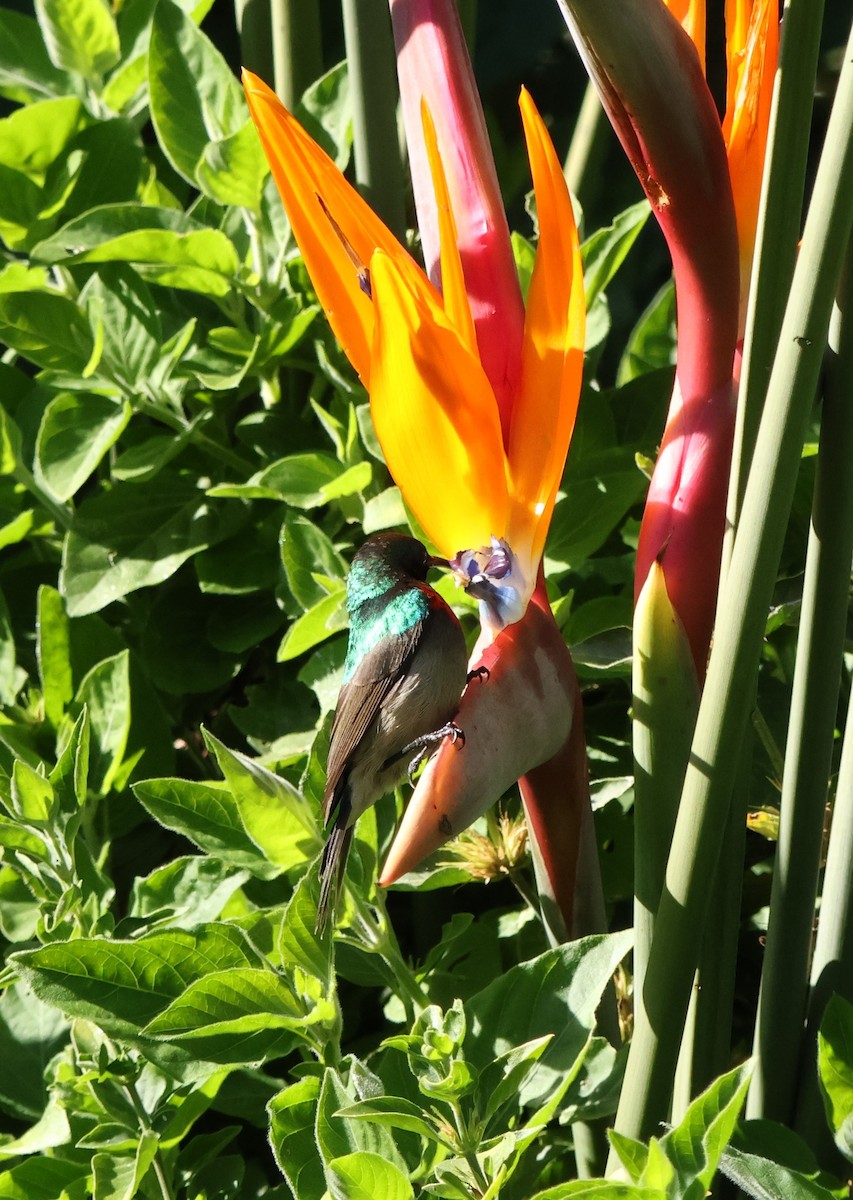 Southern Double-collared Sunbird - ML641786063