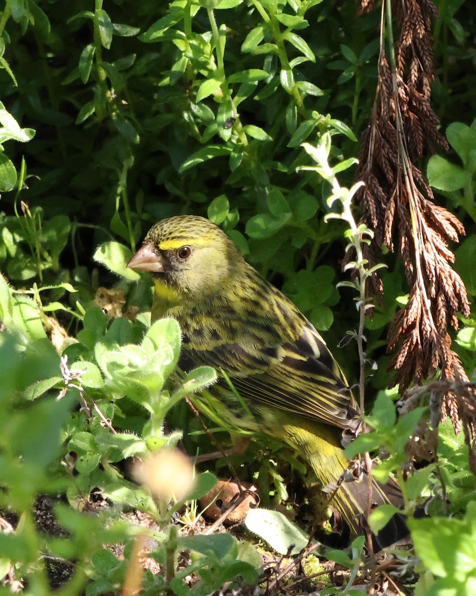 Forest Canary - ML641786064
