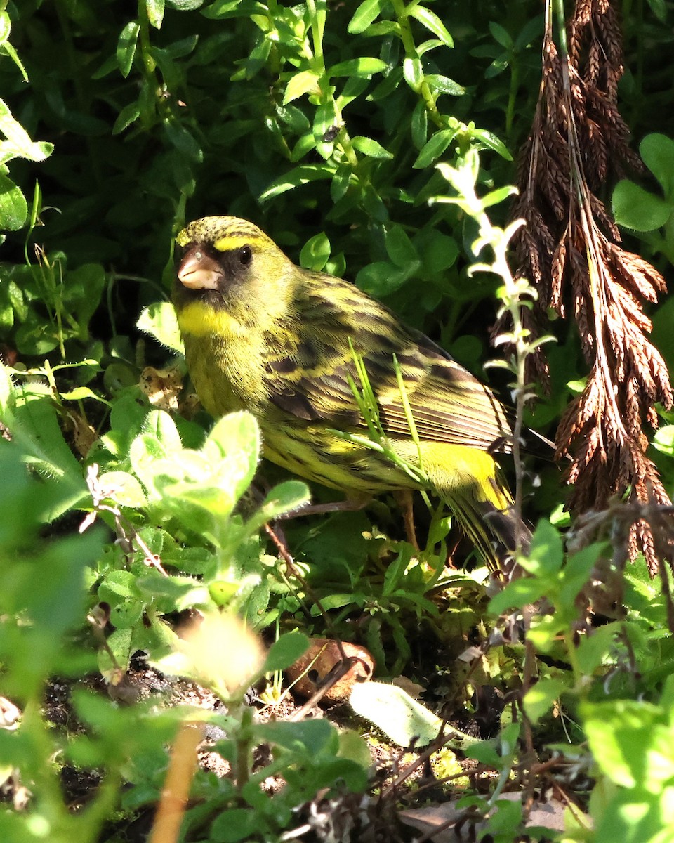 Forest Canary - ML641786065