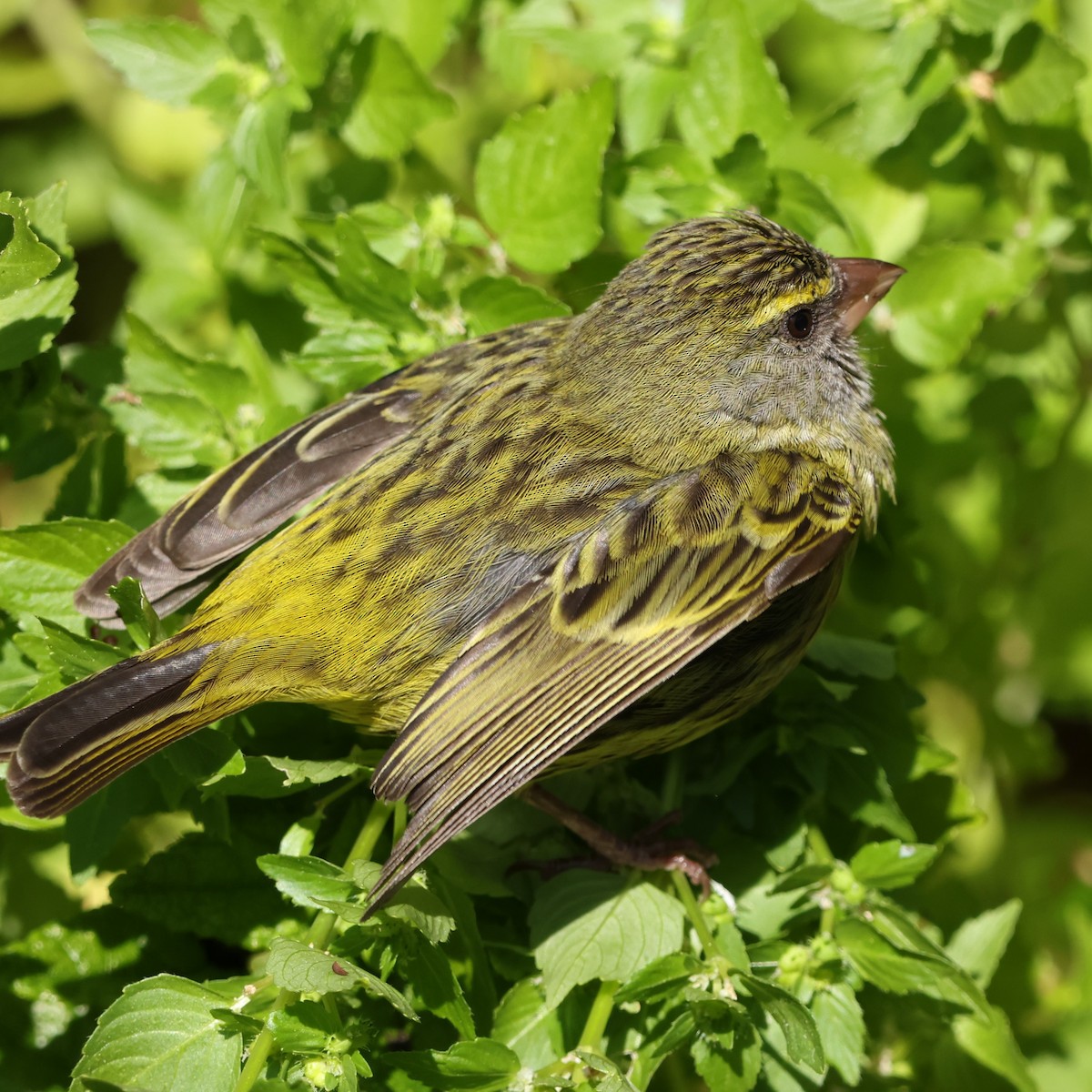 Forest Canary - ML641786066