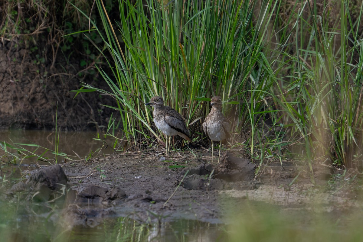 Water Thick-knee - ML641786089