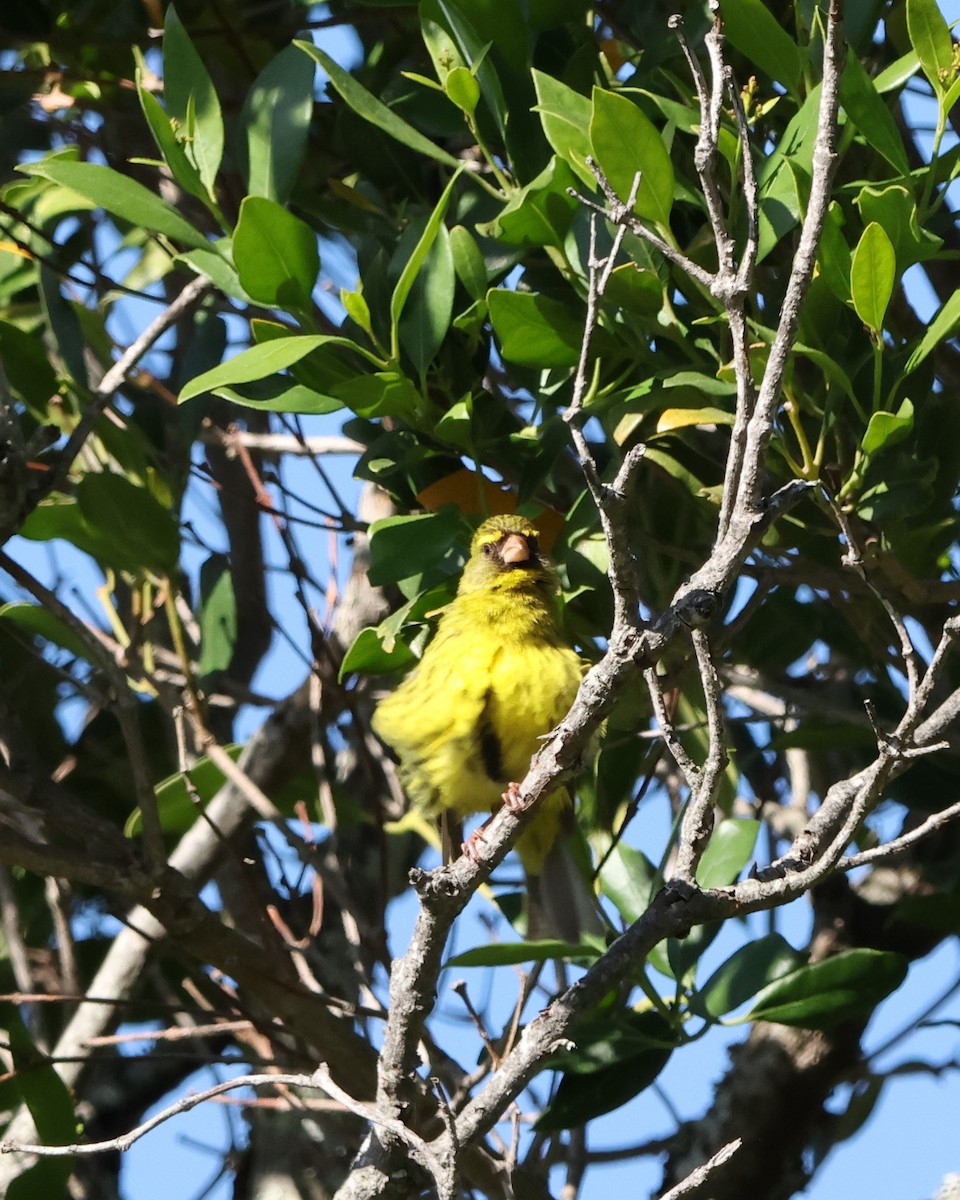 Forest Canary - ML641786090