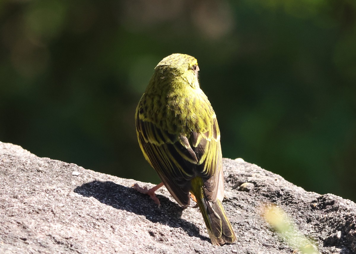 Forest Canary - ML641786091