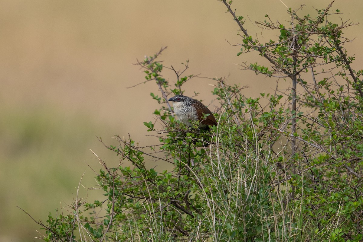White-browed Coucal - ML641786093