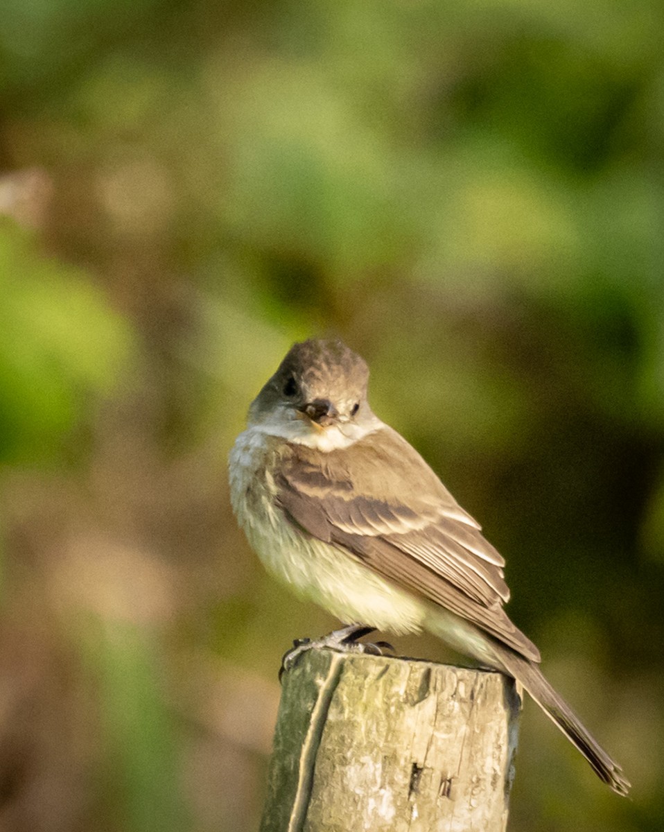 Willow Flycatcher - ML641786095