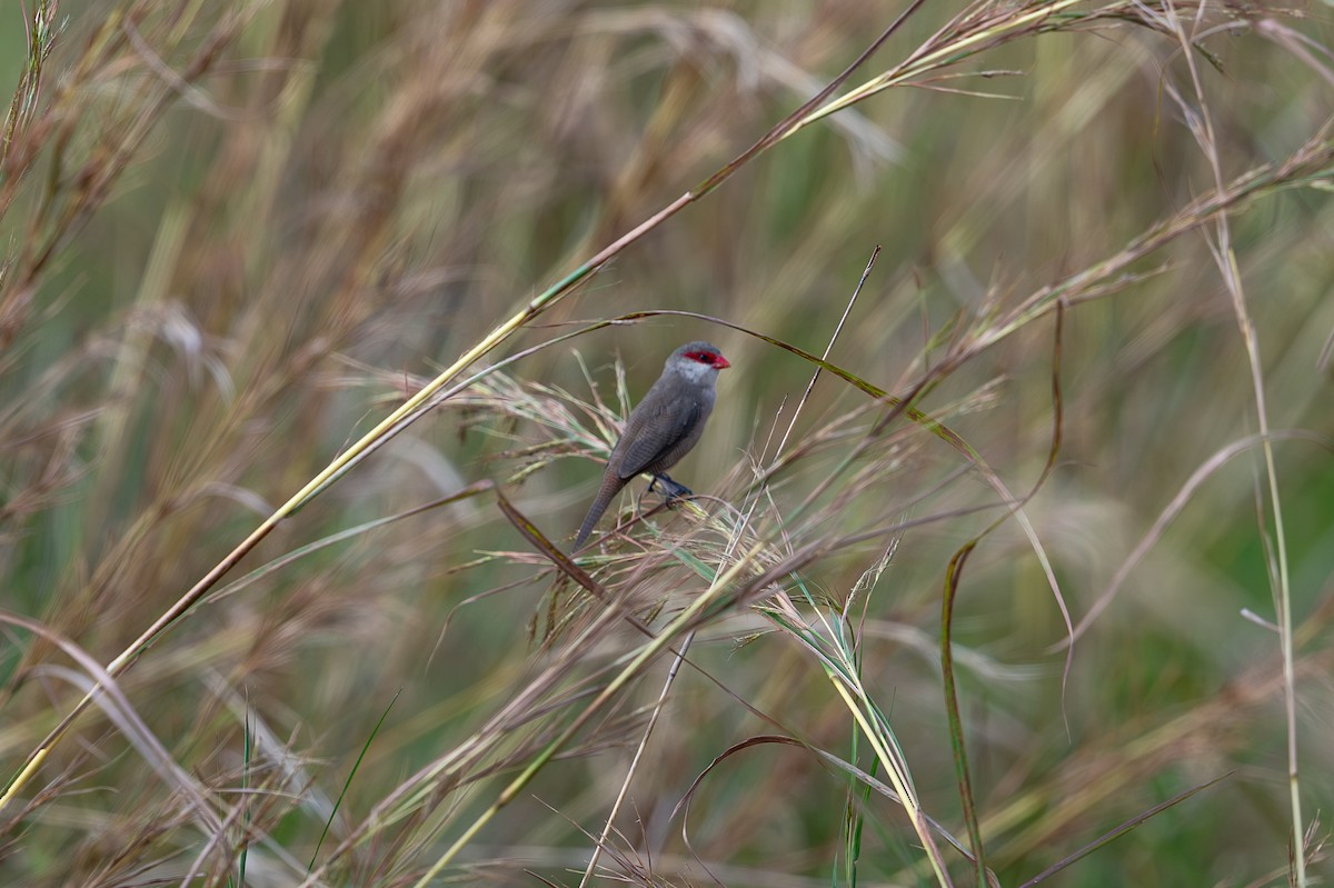 Common Waxbill - ML641786096