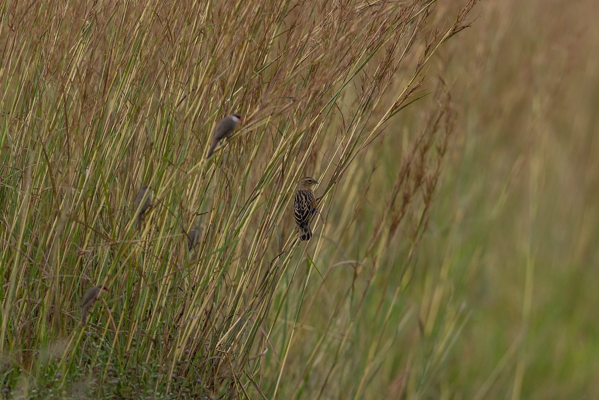 Fan-tailed Widowbird - ML641786098