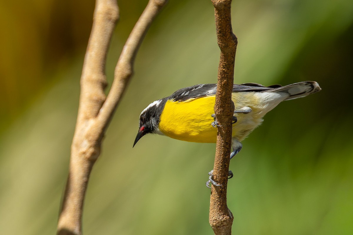 Bananaquit - ML641786099