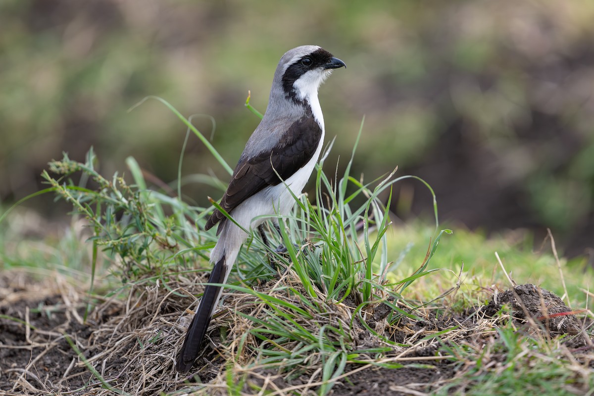 Gray-backed Fiscal - ML641786100