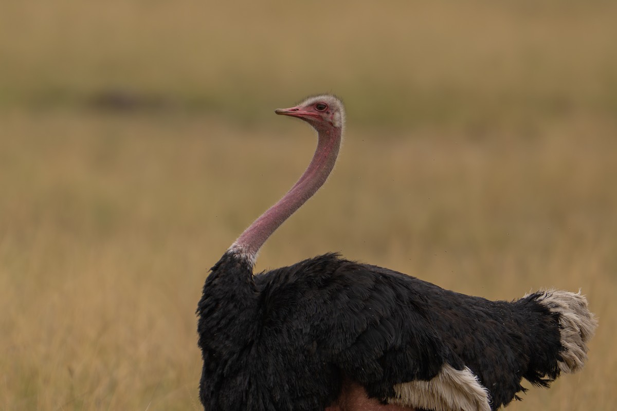 Common Ostrich - ML641786108