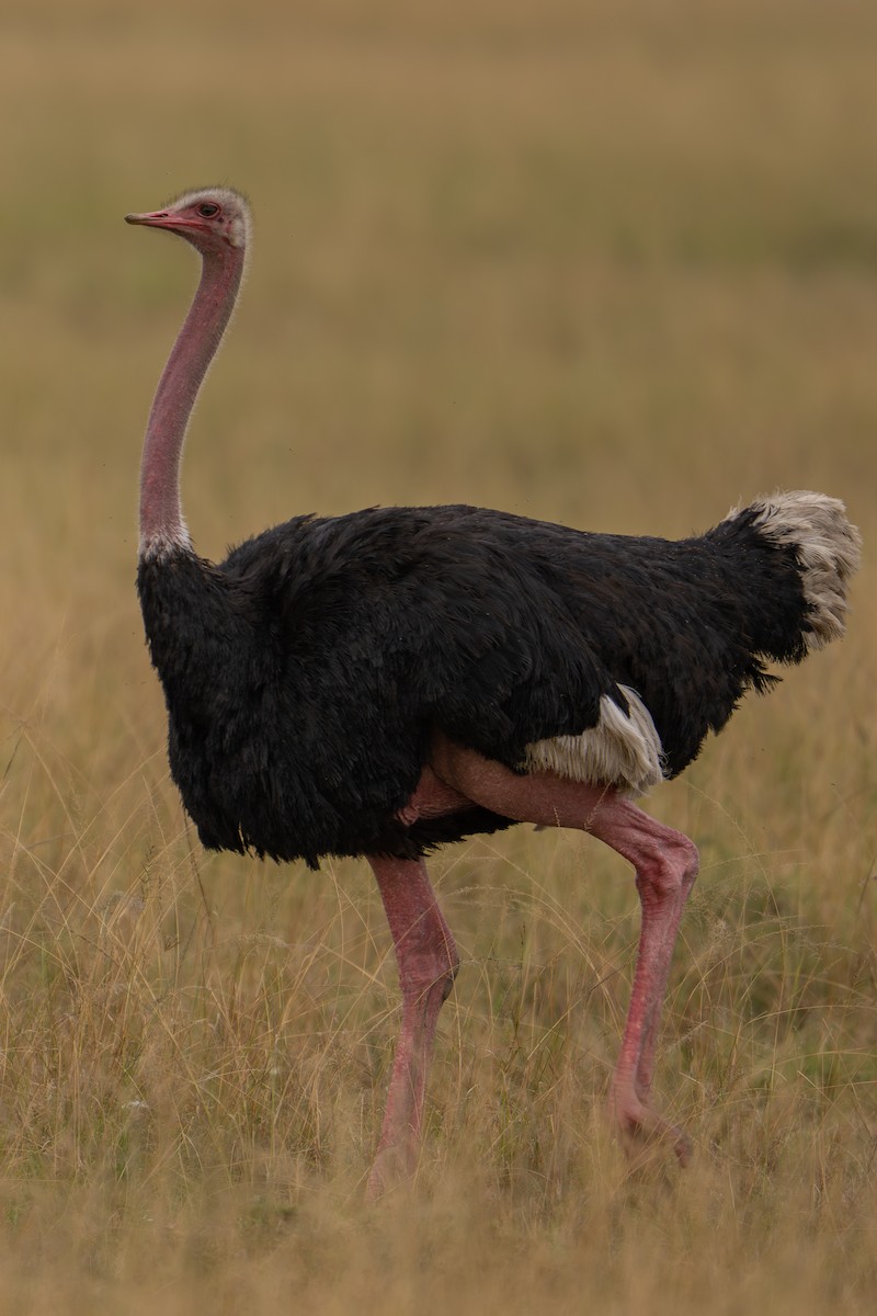 Common Ostrich - ML641786109