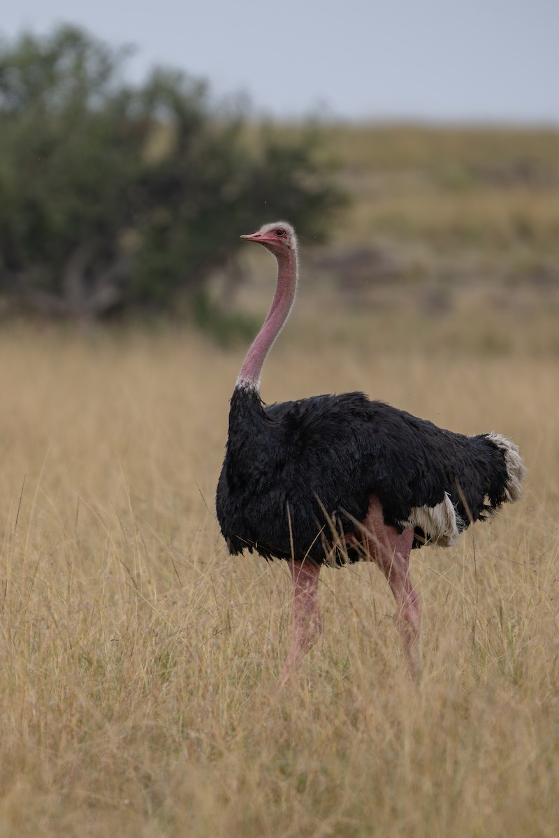 Common Ostrich - ML641786110