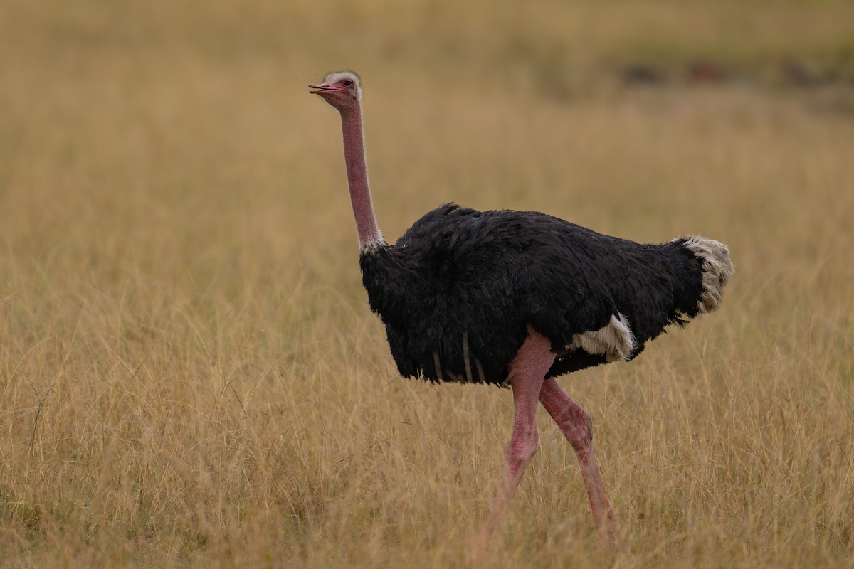 Common Ostrich - ML641786111