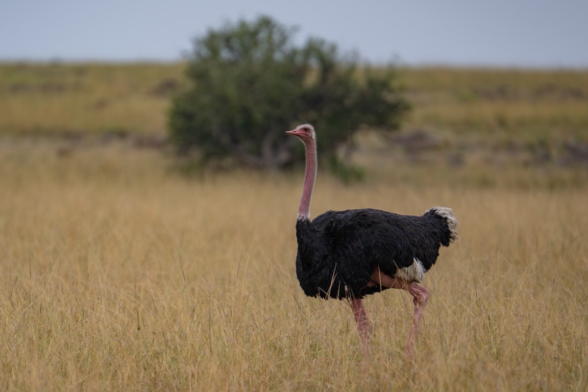 Common Ostrich - ML641786112