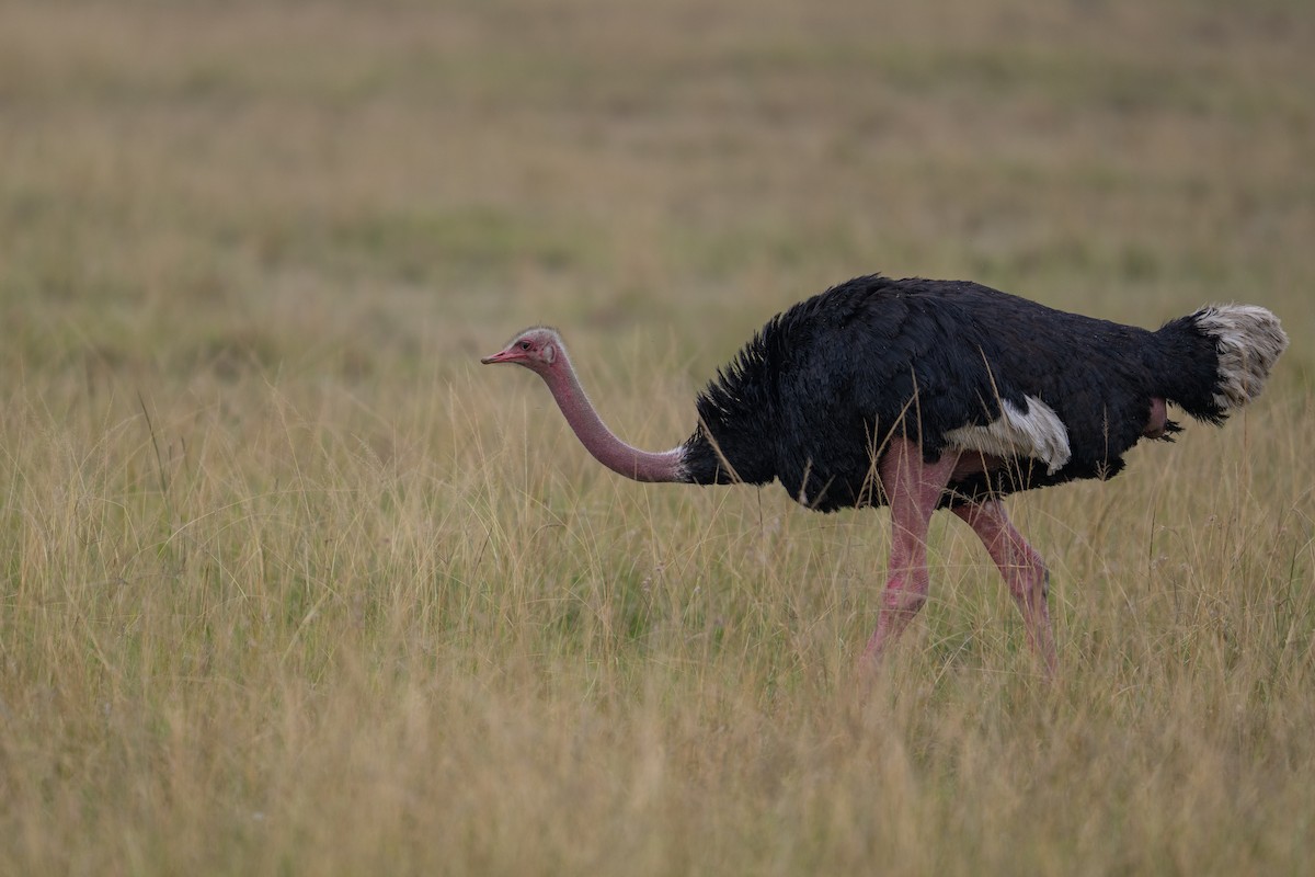 Common Ostrich - ML641786113
