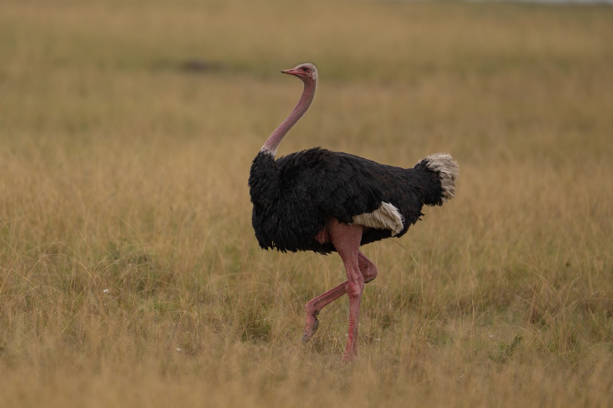 Common Ostrich - ML641786114