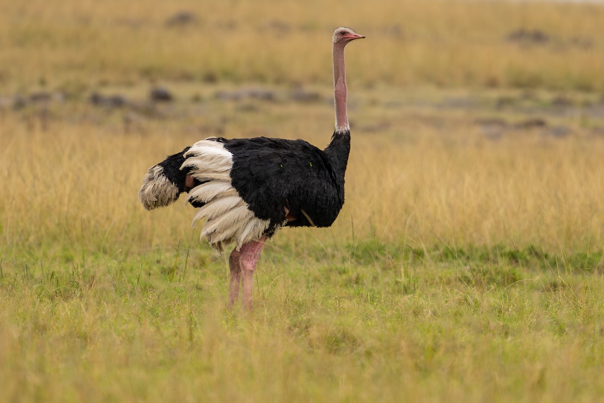 Common Ostrich - ML641786121