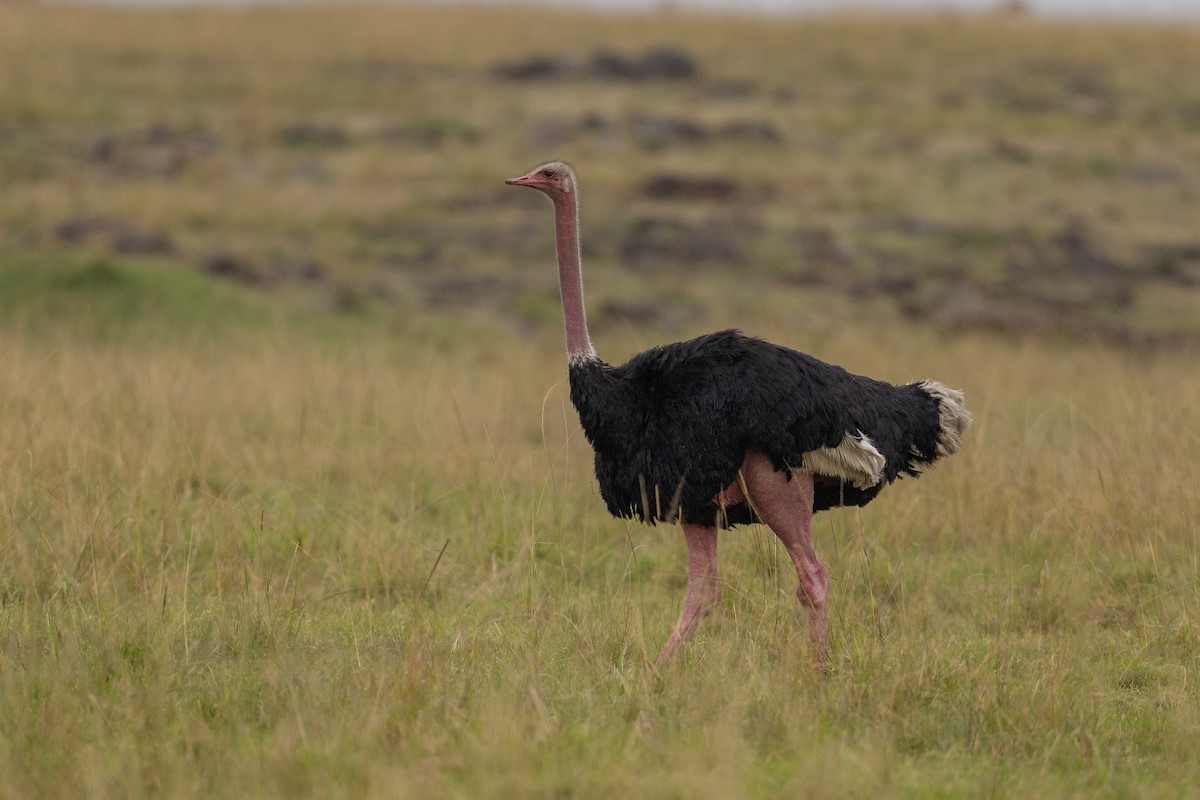 Common Ostrich - ML641786122