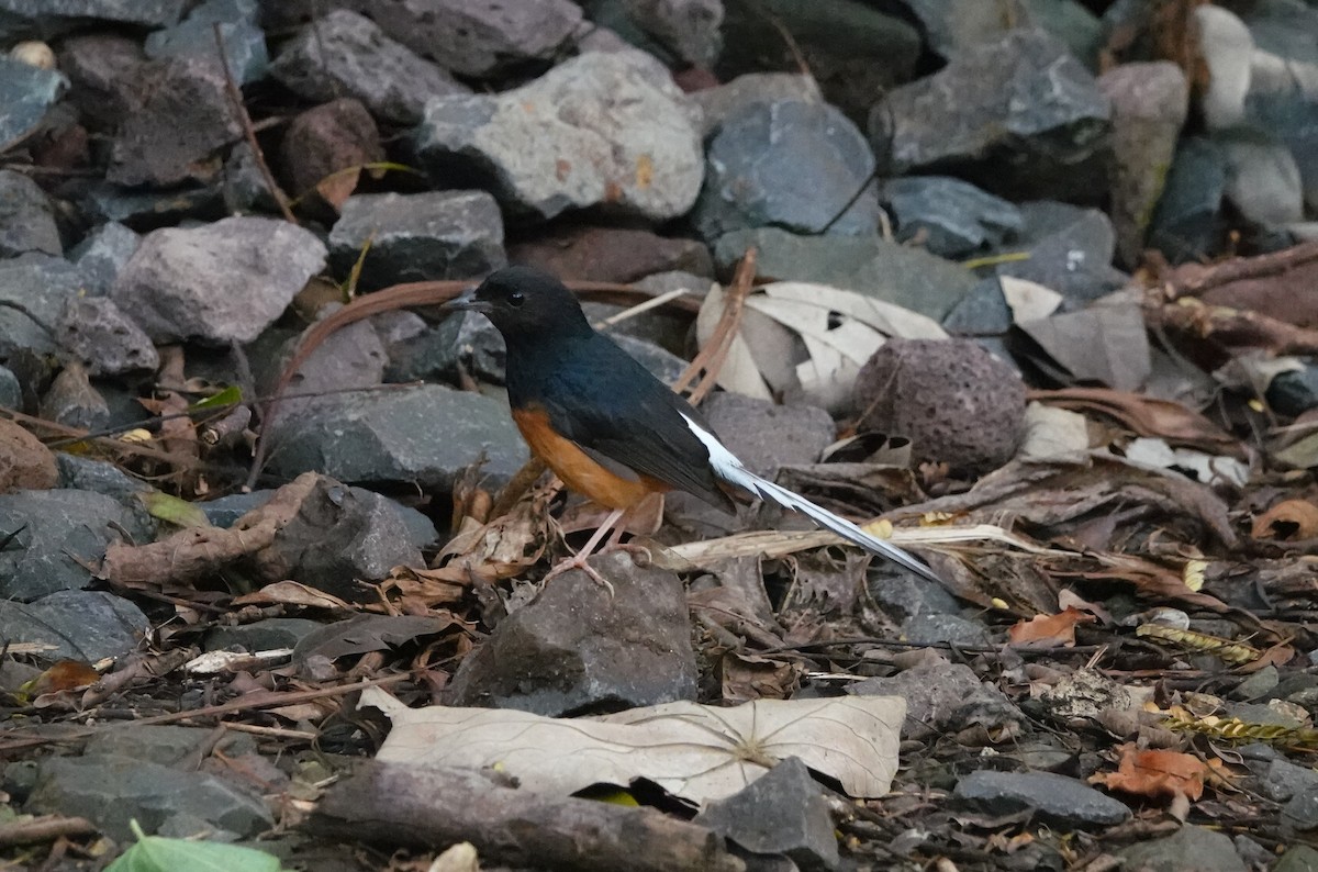 White-rumped Shama - ML641786172
