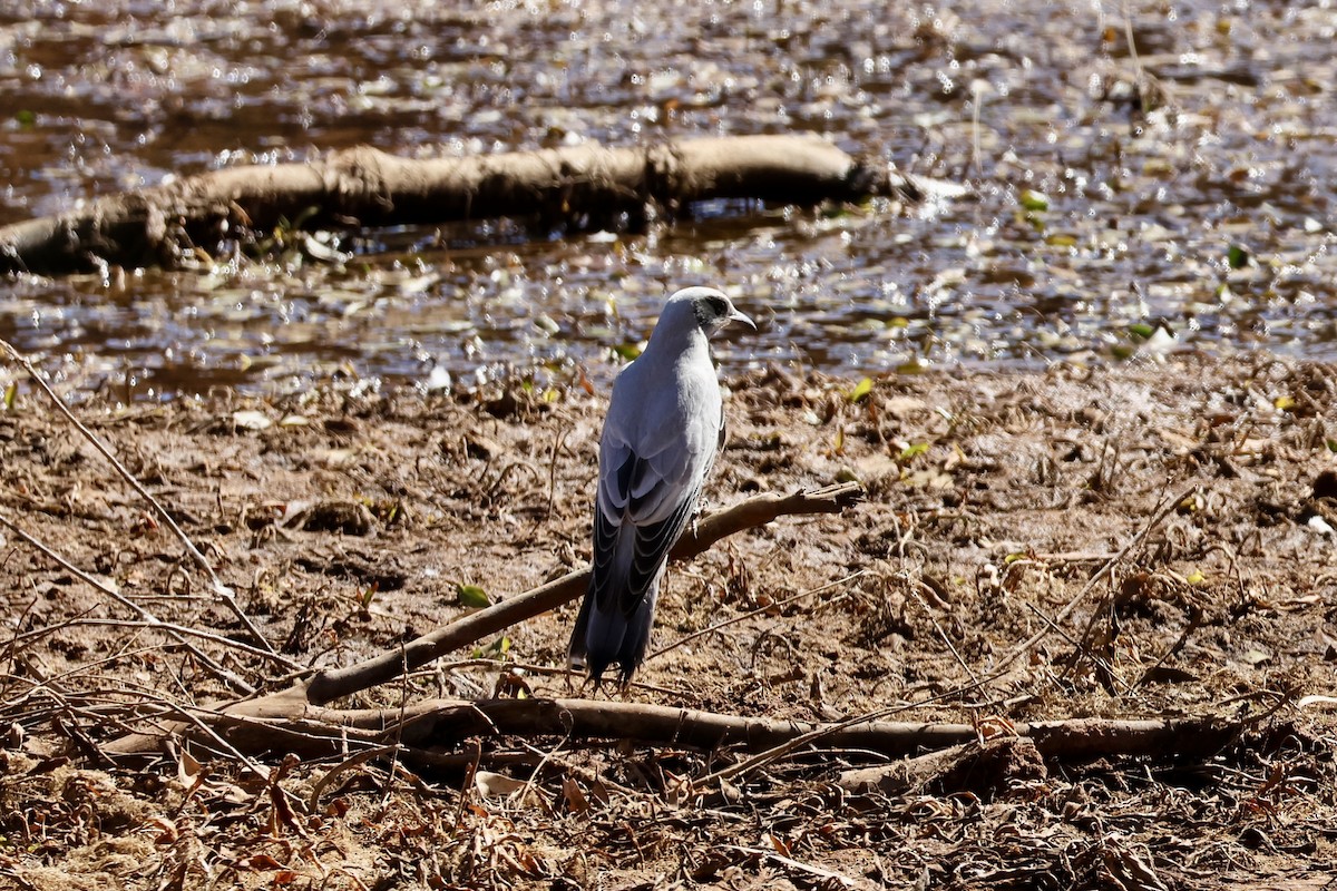 Black-faced Cuckooshrike - ML641786173
