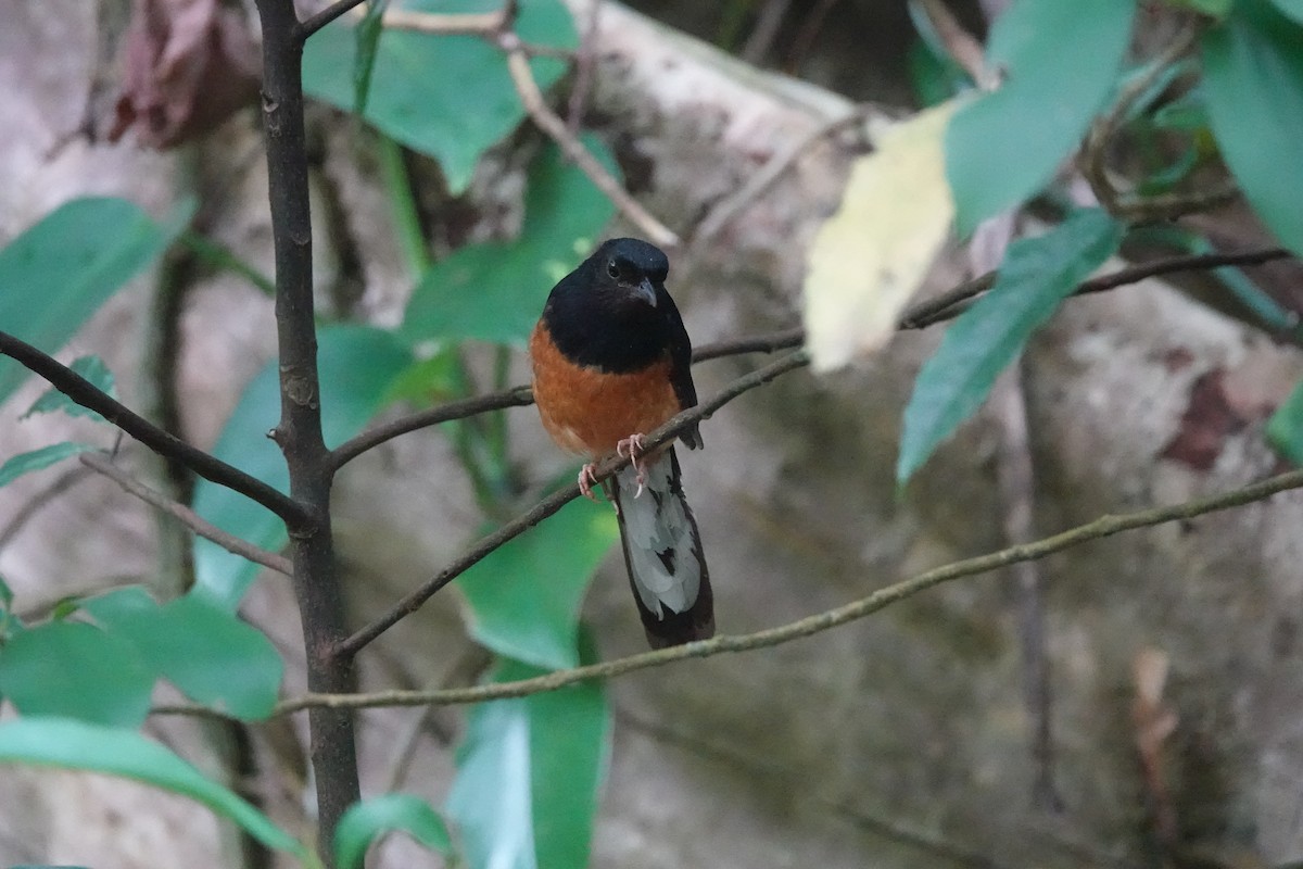 White-rumped Shama - ML641786174