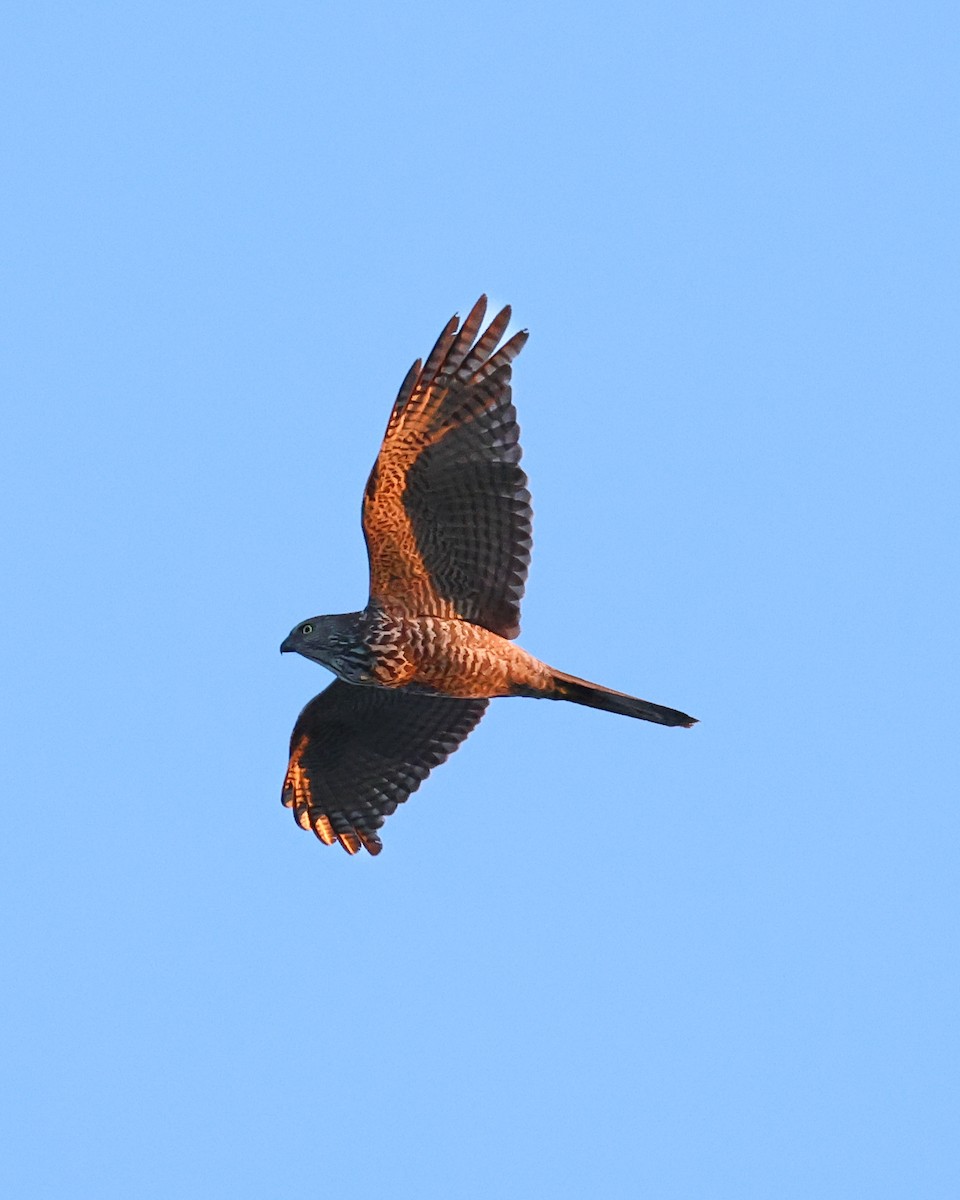 Collared Sparrowhawk - ML641786183