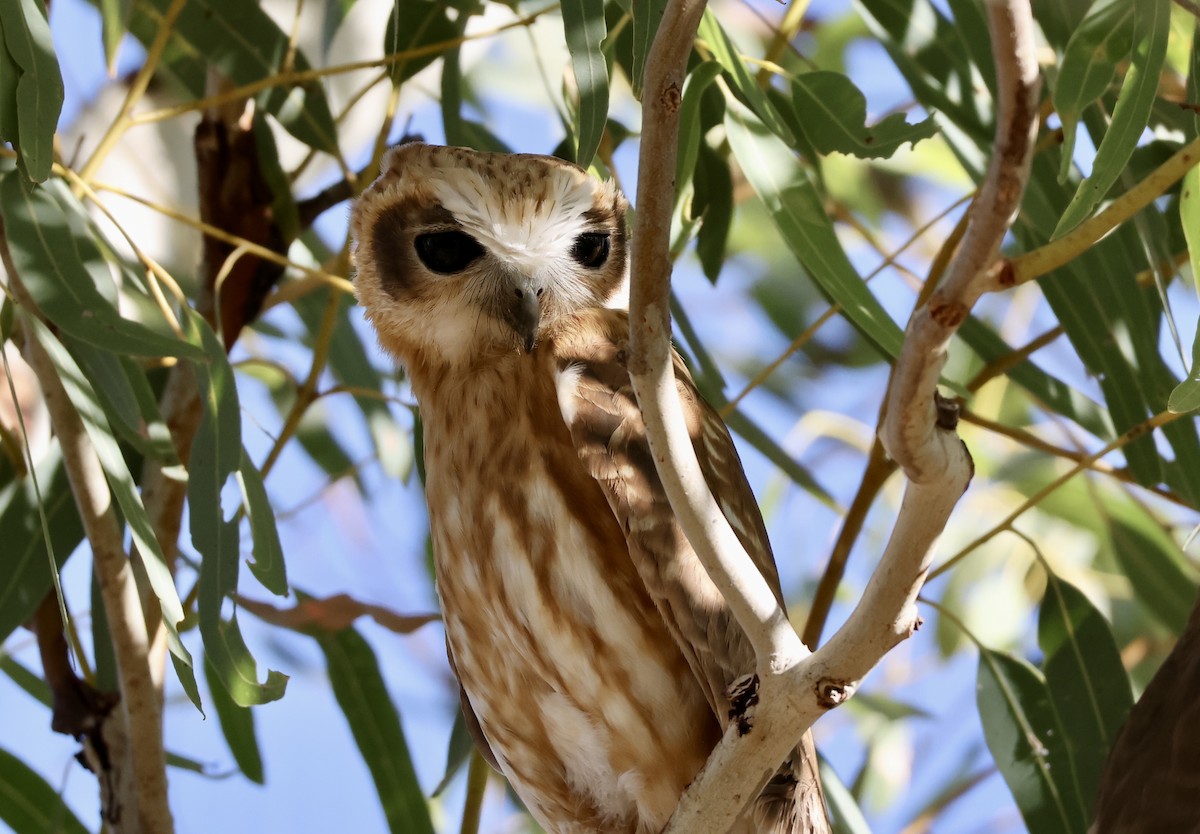 Australian Boobook - ML641786186