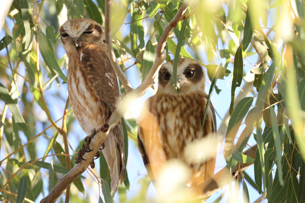 Australian Boobook - ML641786188