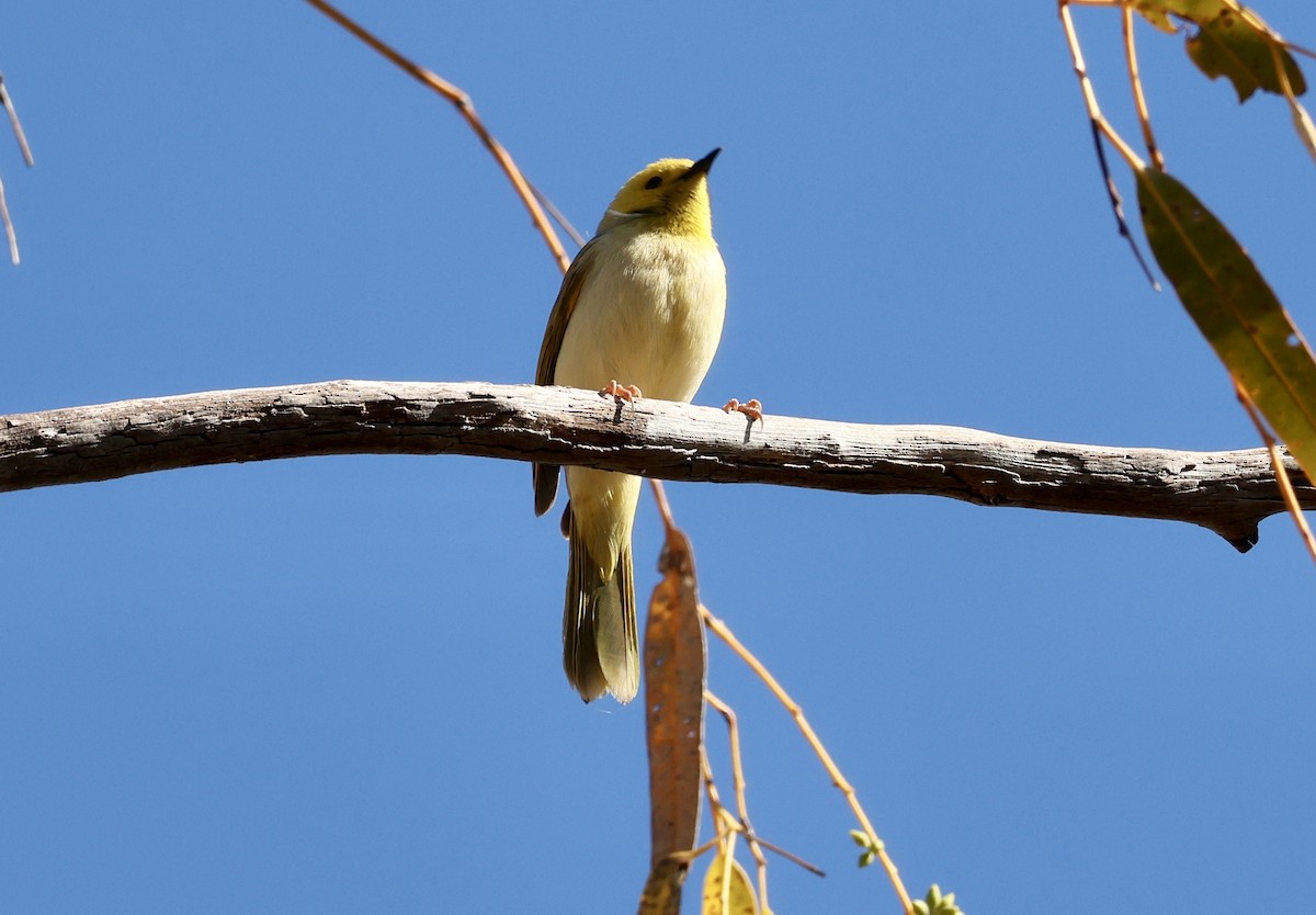 White-plumed Honeyeater - ML641786203
