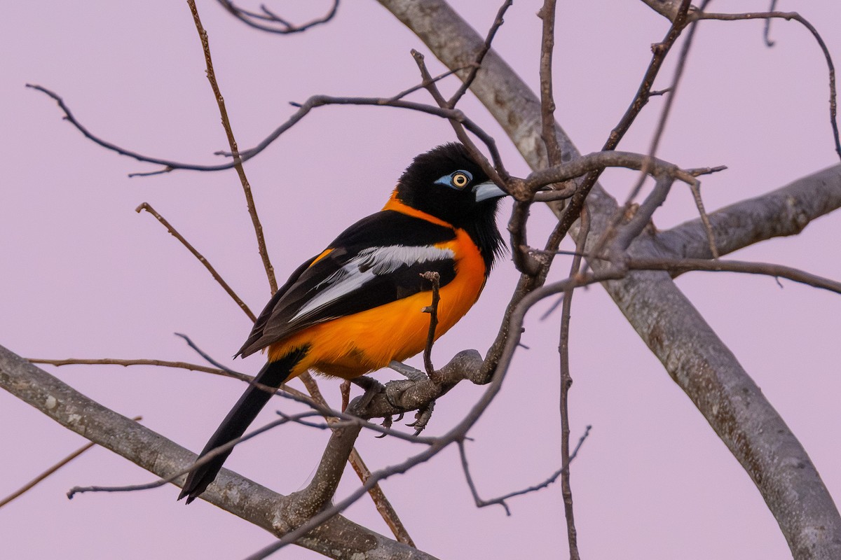 Venezuelan Troupial - ML641786219